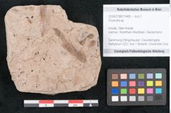 Foto (Objekt + Etikett) von Dryandra sp. (NHMW-GEO-2024-0188-11468)